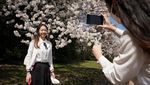 Tak Cuma di Jepang, Sakura Juga Bikin Washington D.C Makin Cantik