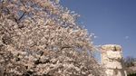 Tak Cuma di Jepang, Sakura Juga Bikin Washington D.C Makin Cantik