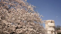 Bunga sakura yang berwarna merah muda ini membuat area di sepanjang Tidal Basin, Washington D.C, AS, makin cantik dan menarik.