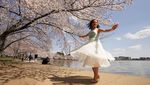 Tak Cuma di Jepang, Sakura Juga Bikin Washington D.C Makin Cantik