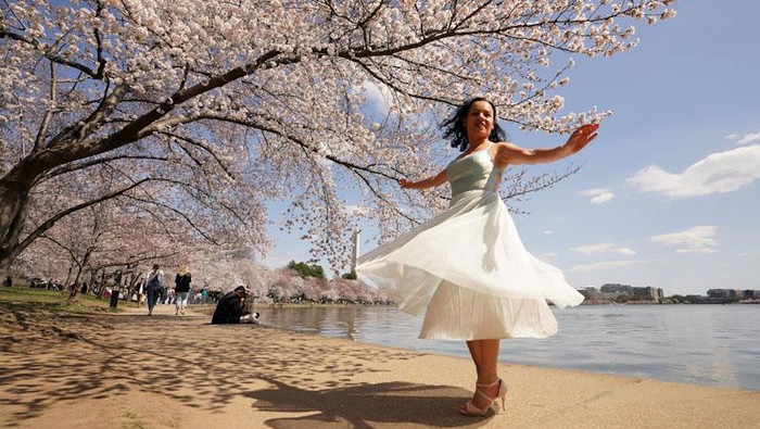 Bunga-bunga sakura bermekaran di sepanjang Tidal Basin, Washington D.C, AS. Warga pun berdatangan ke sana untuk berfoto dengan latar bunga sakura.