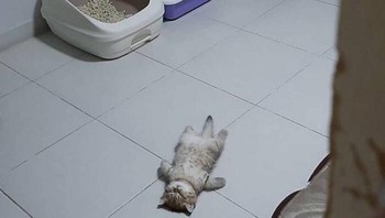 Kekenyangan. Foto: Boredpanda