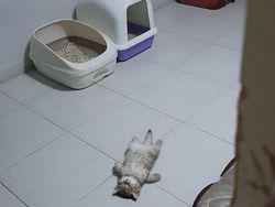 Aksi Aneh Hewan yang Tertangkap Kamera Bikin Ngakak