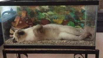 Mau jadi ikan? Foto: Boredpanda