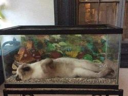 Aksi Aneh Hewan yang Tertangkap Kamera Bikin Ngakak