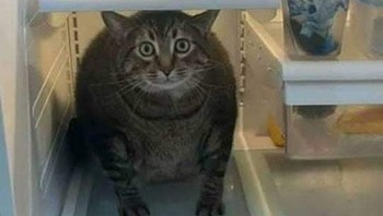 Biar adem. Foto: Boredpanda