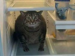 Aksi Aneh Hewan yang Tertangkap Kamera Bikin Ngakak