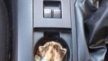 Nyempil di mana pun. Foto: Boredpanda