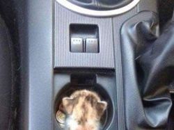 Aksi Aneh Hewan yang Tertangkap Kamera Bikin Ngakak