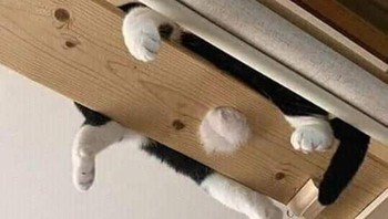 Tidur di bagian atas rumah. Foto: Boredpanda