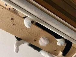 Aksi Aneh Hewan yang Tertangkap Kamera Bikin Ngakak