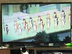 Aksi Aneh Hewan yang Tertangkap Kamera Bikin Ngakak