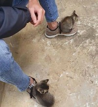 Aksi unik hewan