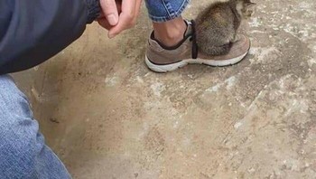 Duduki sepatu. Foto: Boredpanda