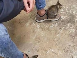 Aksi Aneh Hewan yang Tertangkap Kamera Bikin Ngakak