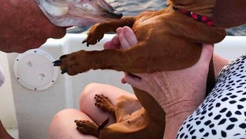 Kaget. Foto: Boredpanda