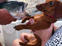 Aksi Aneh Hewan yang Tertangkap Kamera Bikin Ngakak