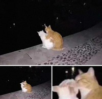 Aksi unik hewan