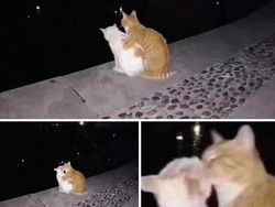 Aksi Aneh Hewan yang Tertangkap Kamera Bikin Ngakak