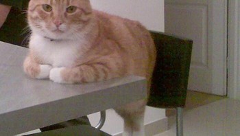 Mo ikutan makan. Foto: Boredpanda