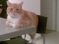 Aksi Aneh Hewan yang Tertangkap Kamera Bikin Ngakak