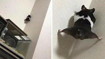 Memanjat dinding. Foto: Boredpanda