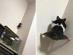 Aksi Aneh Hewan yang Tertangkap Kamera Bikin Ngakak