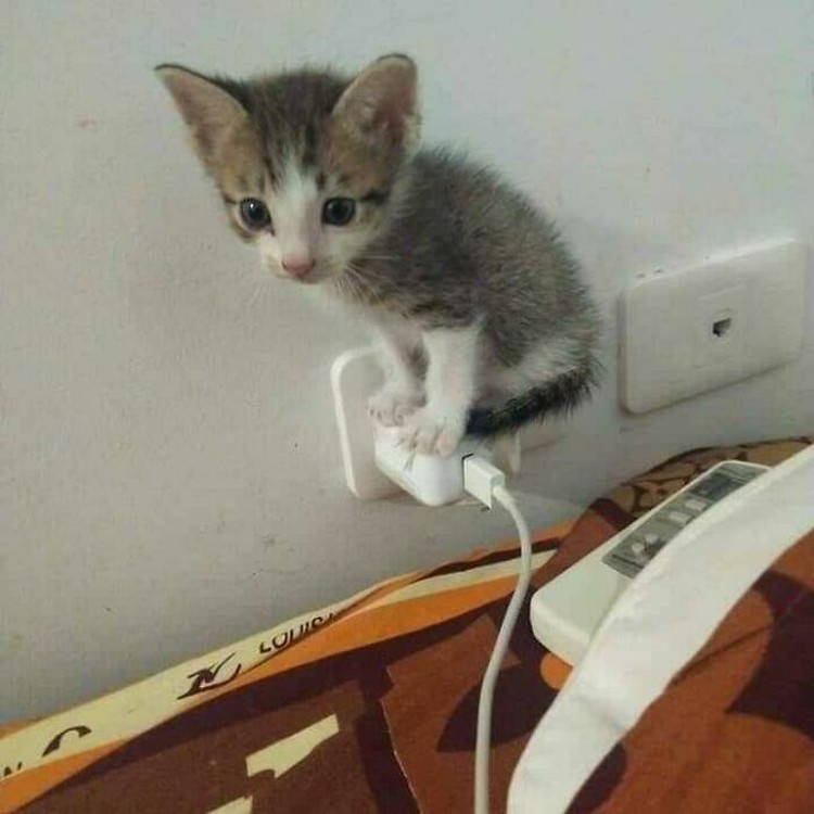 Aksi unik hewan
