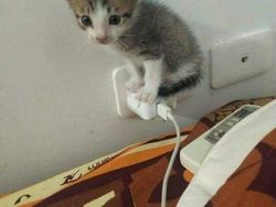 Aksi Aneh Hewan yang Tertangkap Kamera Bikin Ngakak