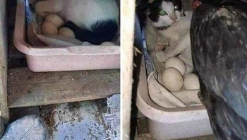 Salah kandang. Foto: Boredpanda