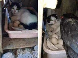 Aksi Aneh Hewan yang Tertangkap Kamera Bikin Ngakak