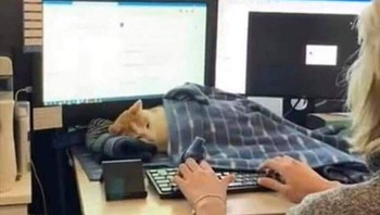 Tidur depan komputer. Foto: Boredpanda