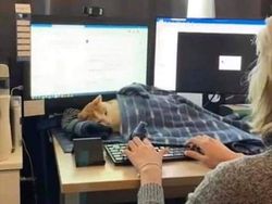 Aksi Aneh Hewan yang Tertangkap Kamera Bikin Ngakak