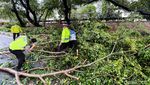 Bruuuk... Pohon di Bekasi Tumbang Gegara Angin Kencang