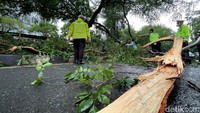 Akibatnya sejumlah pohon pun tumbang akibat angin kencang. Pohon tumbang terjadi di Jalan Ahmad Yani, Kota Bekasi, tepatnya setelah kolong jembatan yang akan menuju Tol Bekasi Barat.