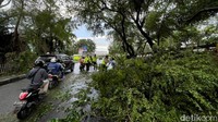 Namun, pohon tumbang menyebabkan ruas jalan lumpuh dan memicu terjadinya kemacetan karena sebagian ruas jalan terhalang pohon.