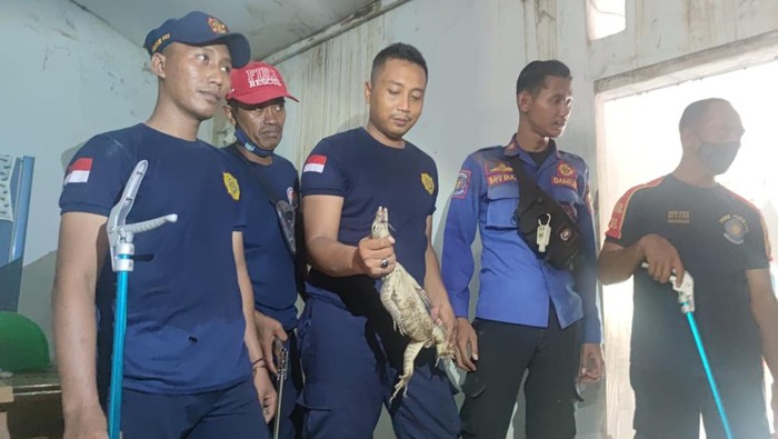 Biawak itu ditangkap di rumah Puji Prasetiawan, Perumahan Kavlingan, Kelurahan Tisnonegaran, Kecamatan Kanigaran. Penangkapan dilakukan Damkar Kota Probolinggo.