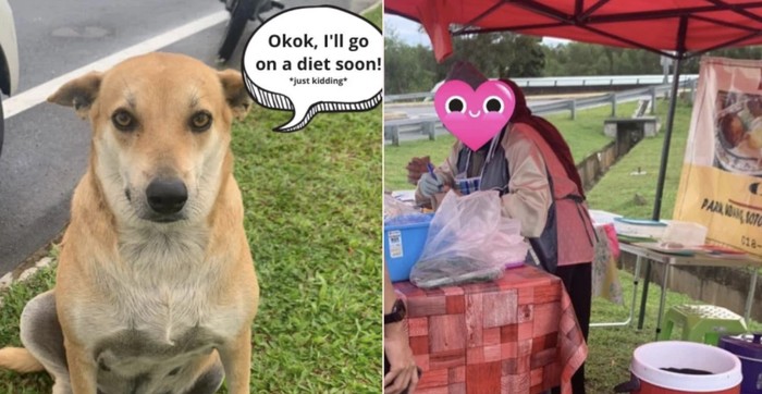 Lucu! Anjing Jalanan Ini Gemuk karena Jadi Pelanggan Setia Kedai Nasi Lemak
