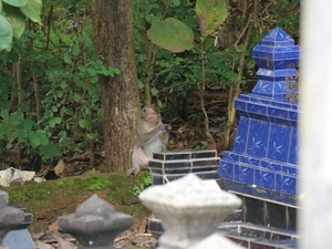 Snapshots: Foto Monyet Peneror Lahan Warga di Wonogiri