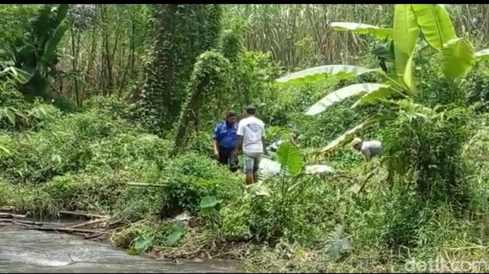 petugas bksda memasang jebakan buaya yang terlihat di sungai kediri