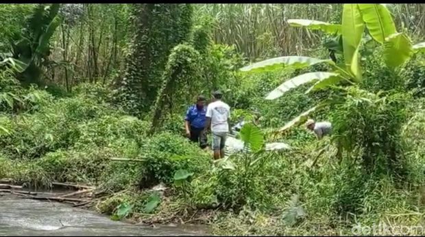 petugas bksda memasang jebakan buaya yang terlihat di sungai kediri
