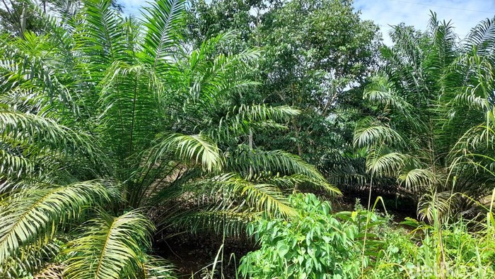 Pohon kelapa sawit di Bengkulu
