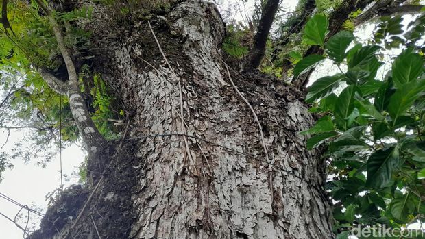 Pohon kihujan raksasa di Sumedang