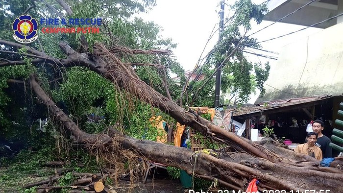 Pohon tumbang di Cempaka Putih Jakarta Pusat