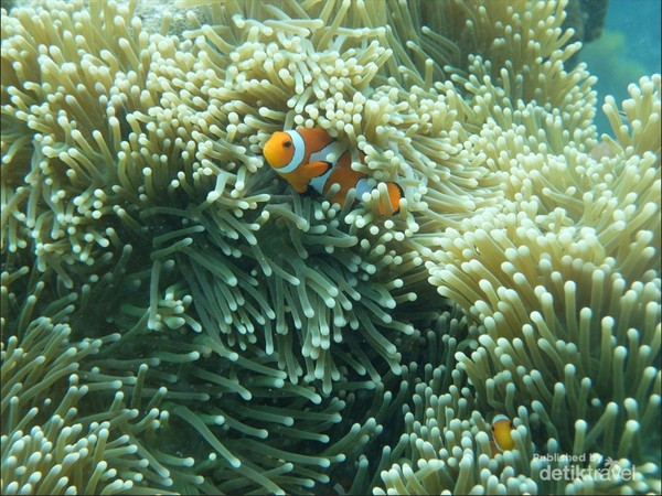 Clownfish di Sabar Spot