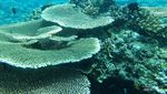 Menyelami Keindahan Pulau Dionumo dan 3 Spot di Dalamnya