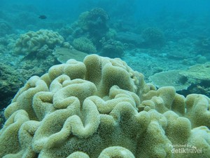 3 Spot Diving Cantik di Pulau Dionumo, Gorontalo