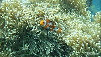 Clownfish di Sabar Spot