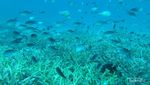 Jarang Terdengar Tapi Bagusnya Tiada Tara, Diving di Pulau Dionumo Gorontalo Utara