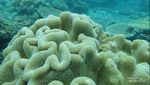 Menyelami Keindahan Pulau Dionumo dan 3 Spot di Dalamnya